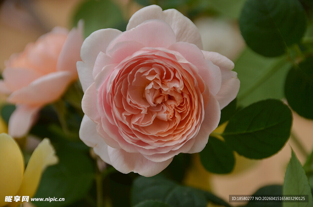 粉色柔美盛开的月季花