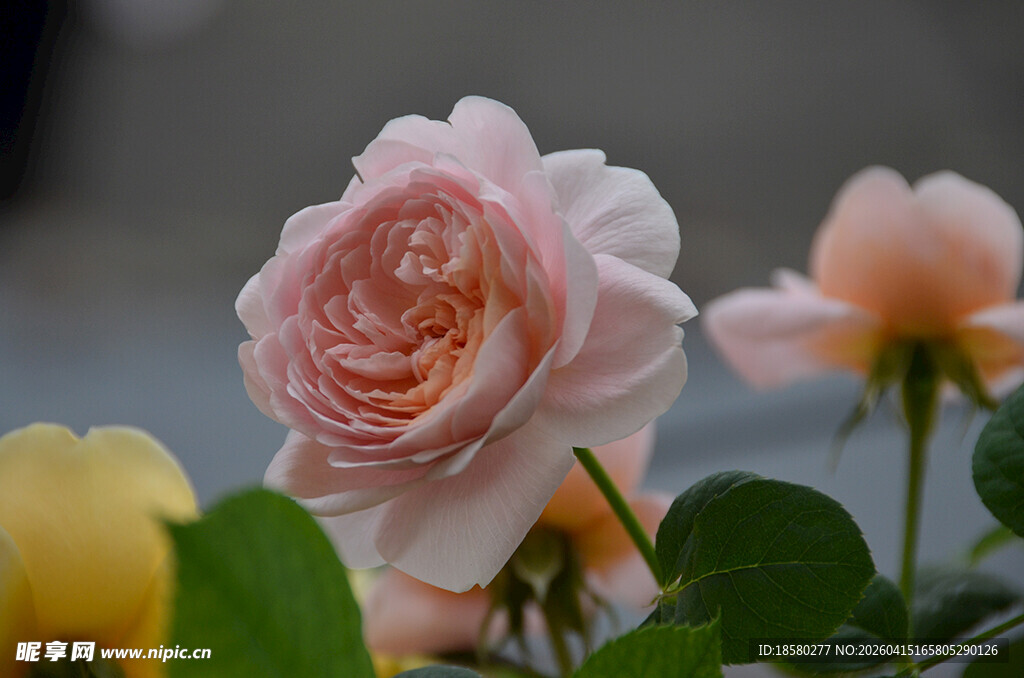 娇艳粉色月季花绽放