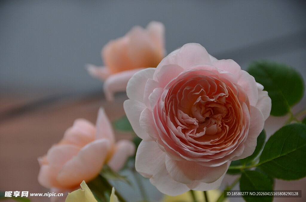 粉嫩娇艳的绽放玫瑰