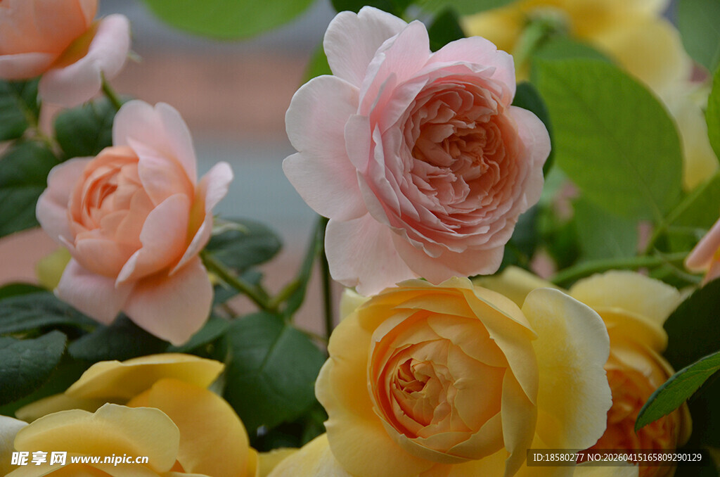 多彩娇艳的绽放玫瑰