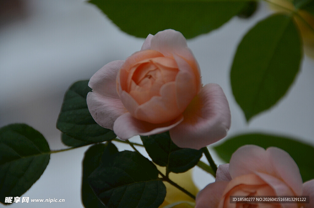 粉嫩娇艳的盛开月季花