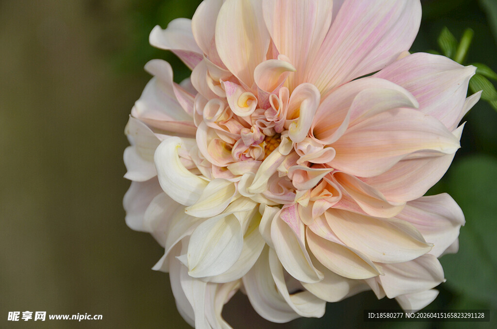 柔美粉色大丽花特写