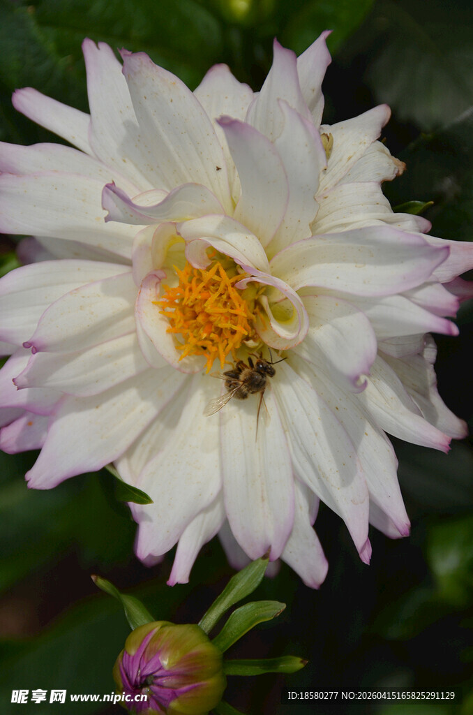 白色大丽花上的蜜蜂