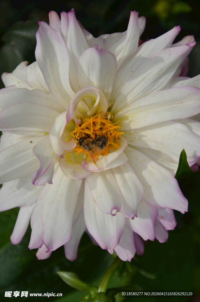 白色大丽花特写