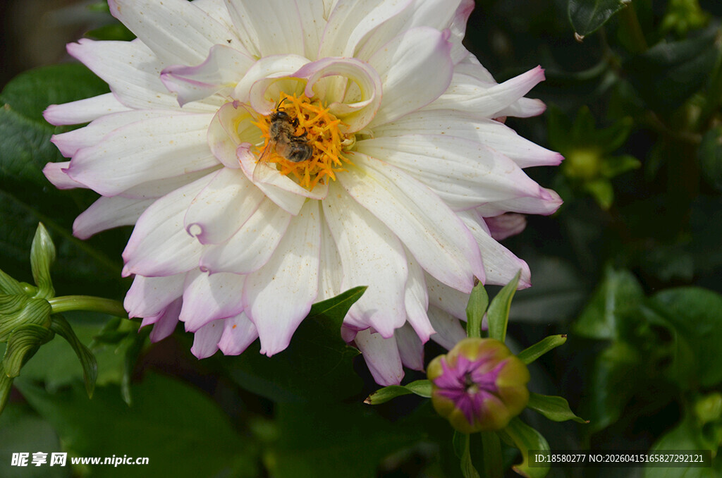 白色大丽花特写
