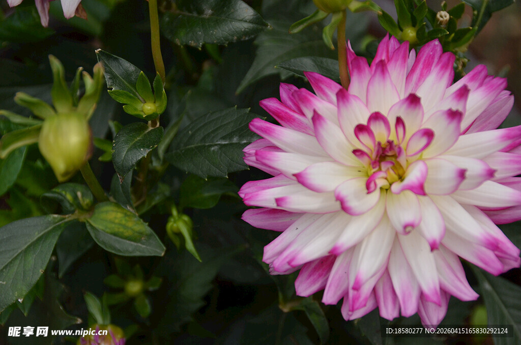 娇艳双色大丽花绽放