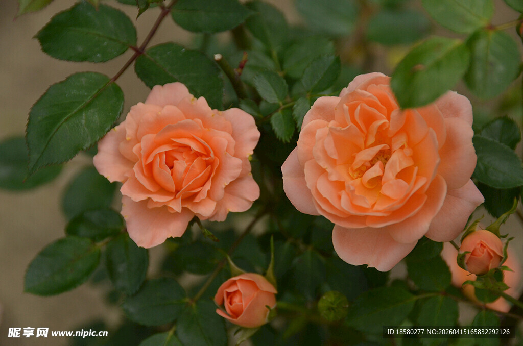 两朵柔美橙色月季花