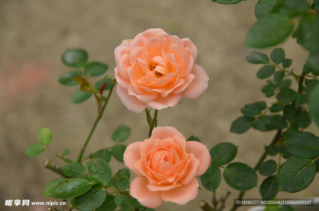 三朵柔美橙色月季花