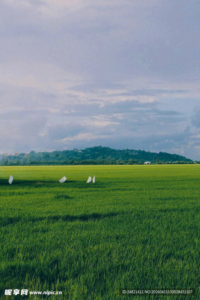 草原绿野上的悠闲羊群