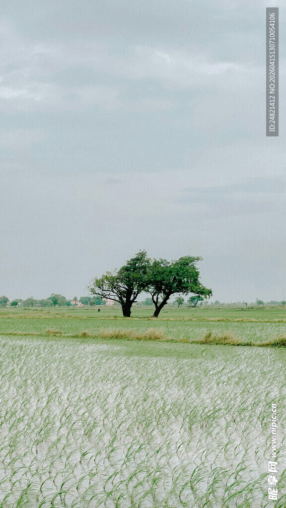 广袤田野中的孤独树木