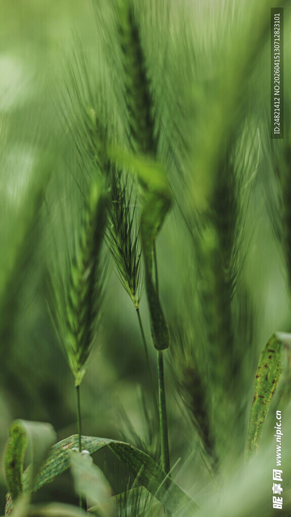 嫩绿麦苗生机盎然