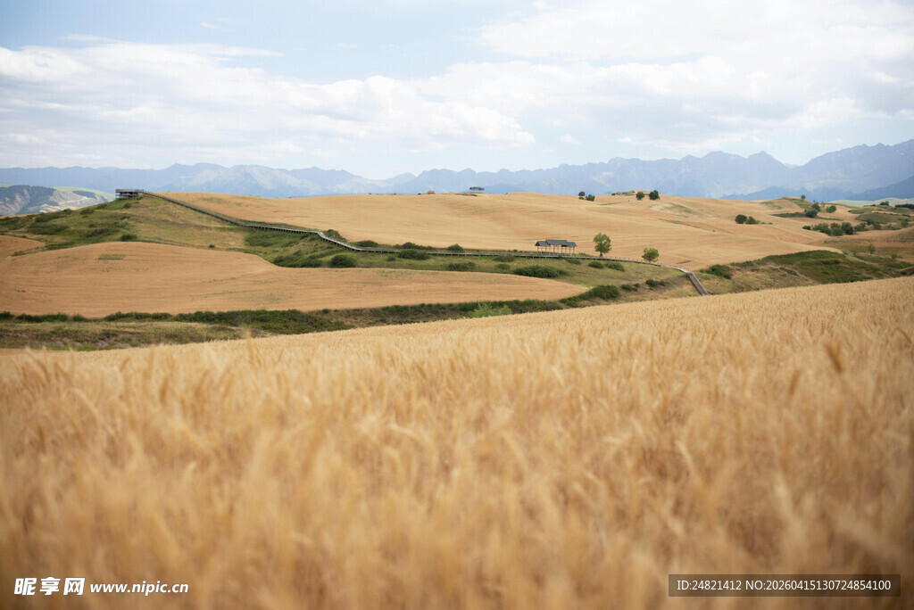 金色麦田风光