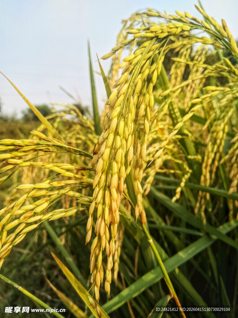 金黄饱满的成熟稻穗