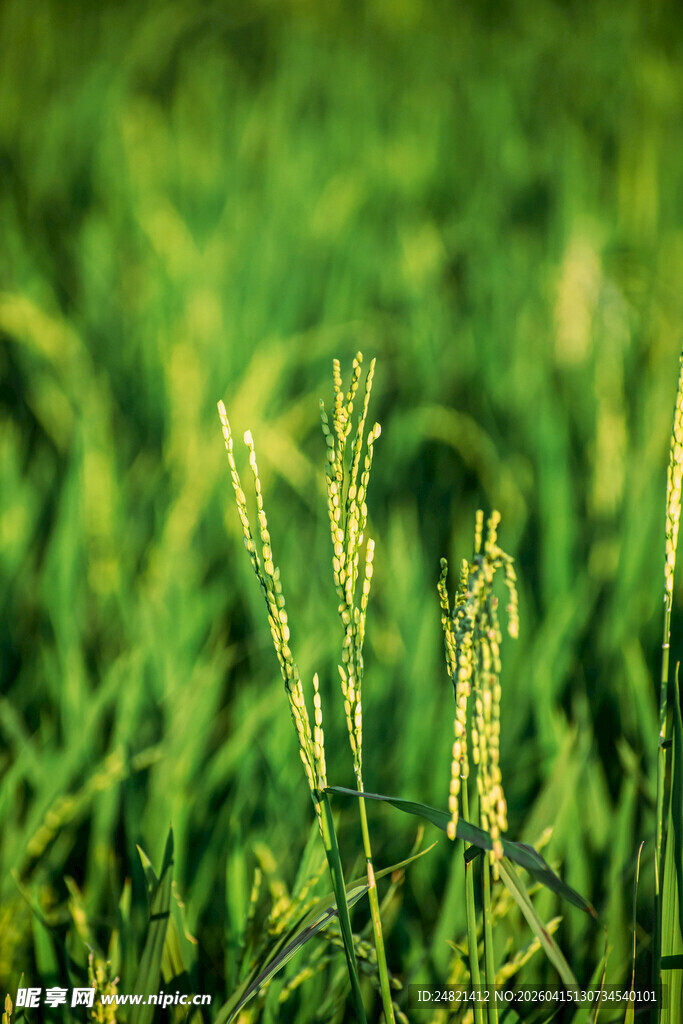 翠绿田野中的蓬勃小草