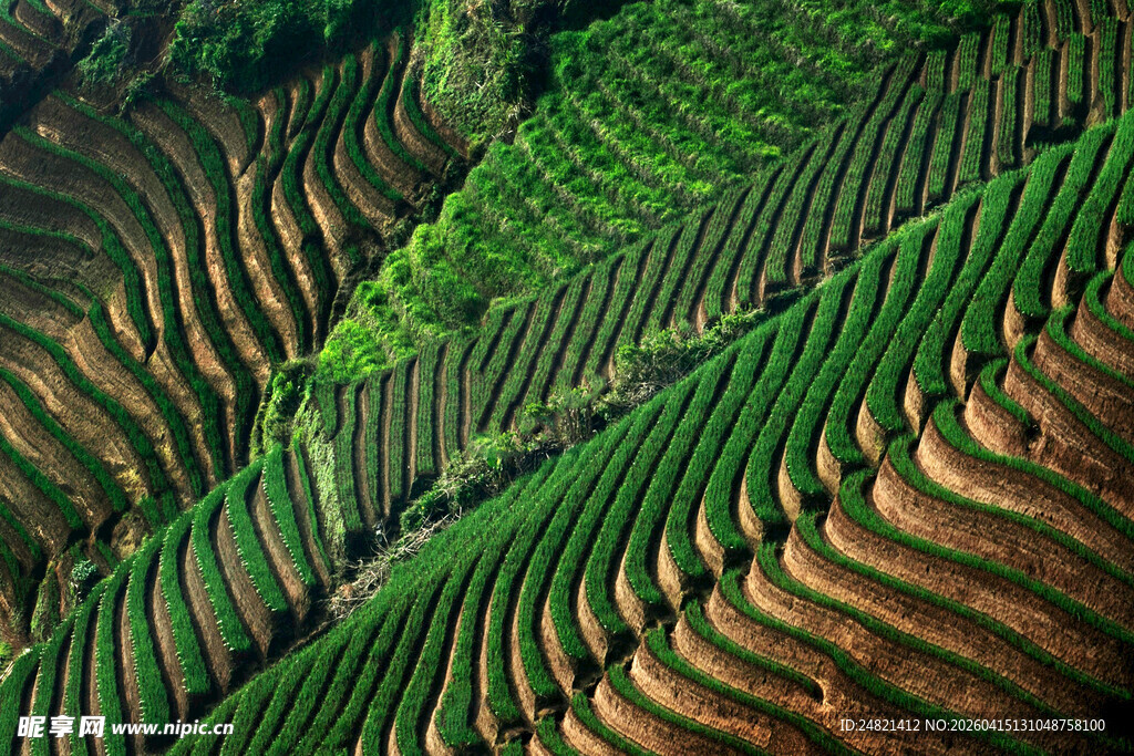 壮观梯田景观