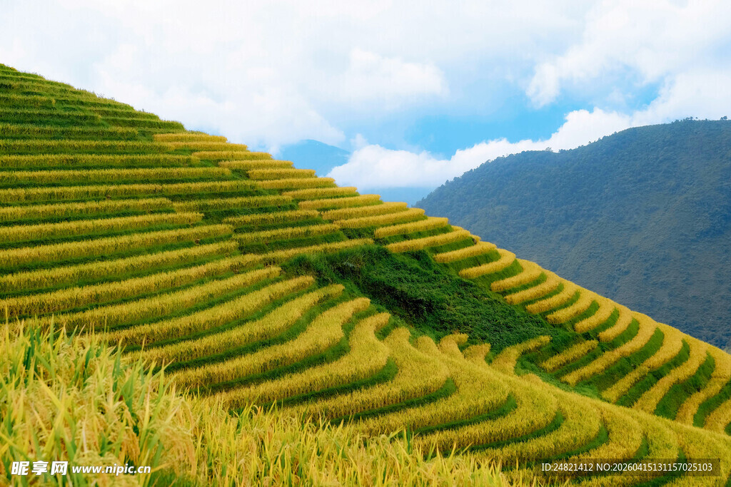 翠绿梯田美景