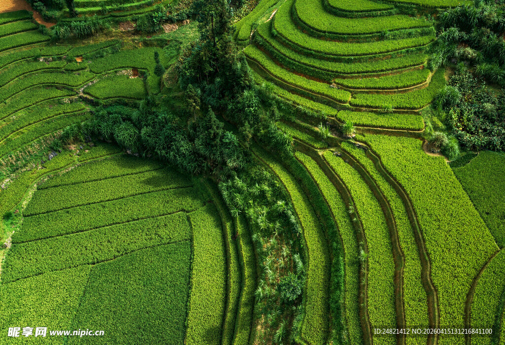 翠绿梯田美景