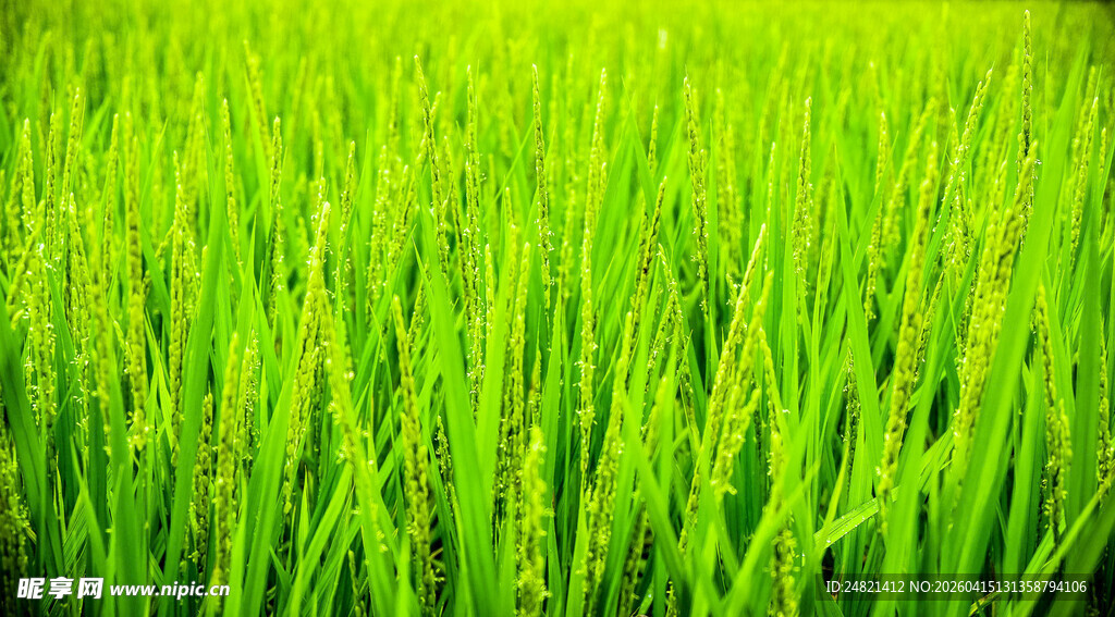 翠绿稻田