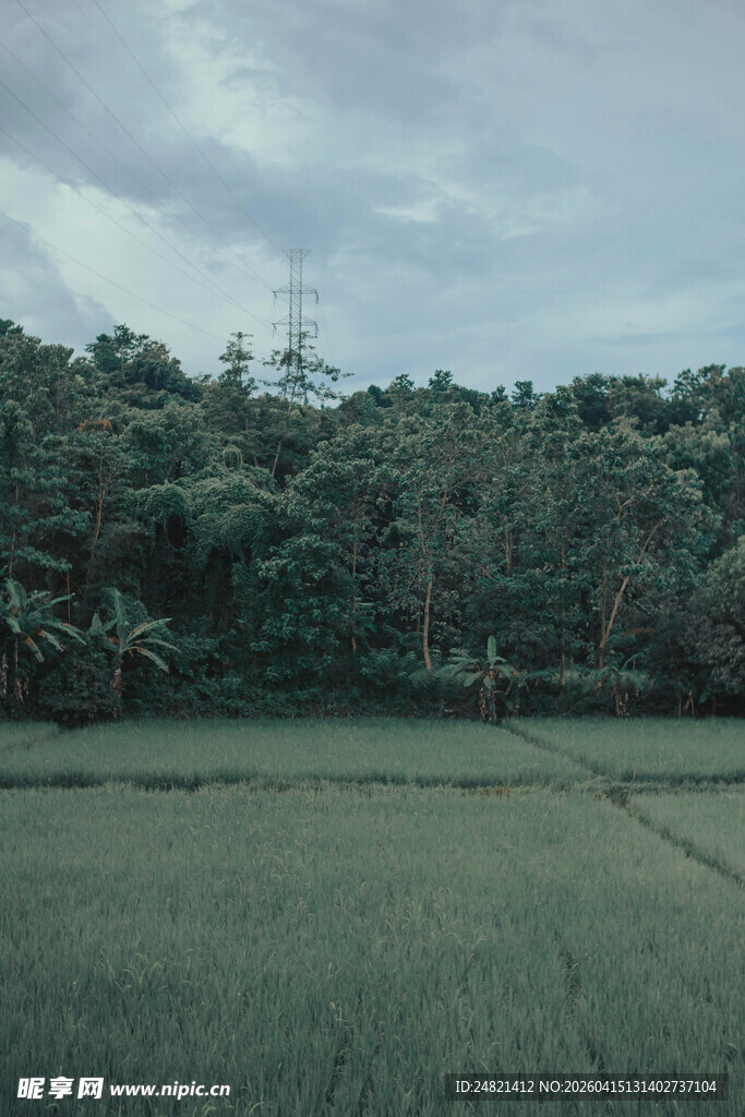 田野与葱郁树林的景致