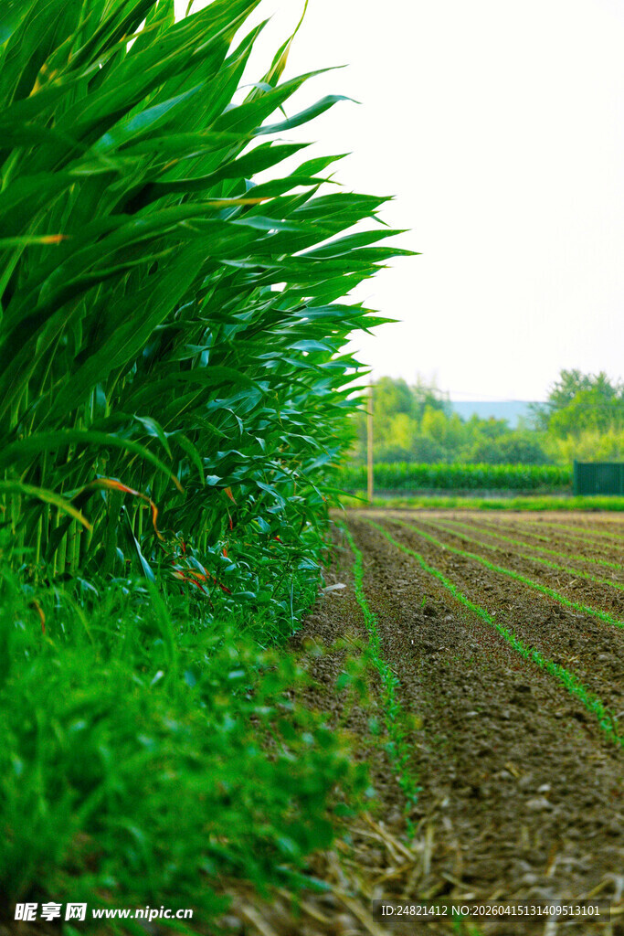田野边的翠绿植物