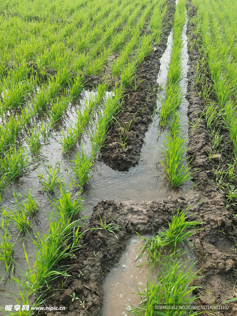 翠绿稻田中的灌溉水渠
