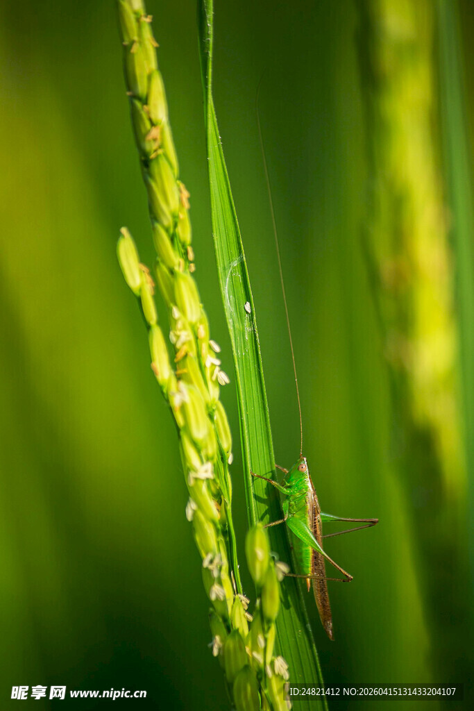 稻穗上的绿色昆虫