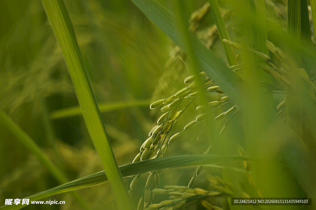稻田中的稻穗特写