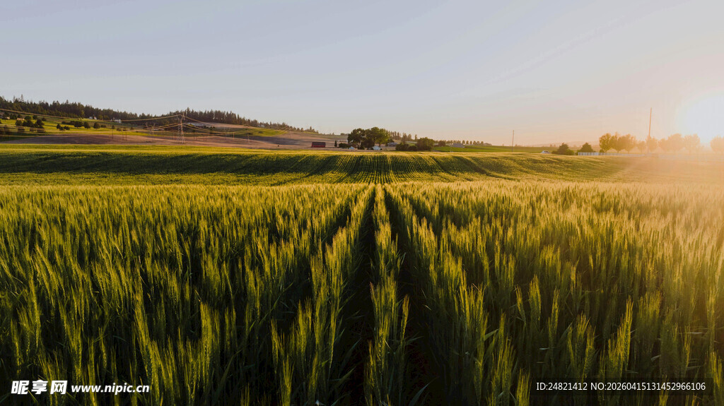 夕阳下的麦田美景