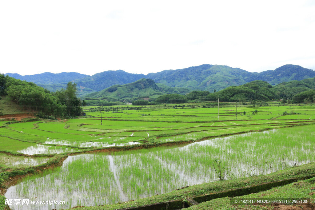 田园稻田风光美景