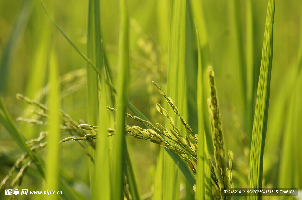 翠绿稻田中的稻穗初现