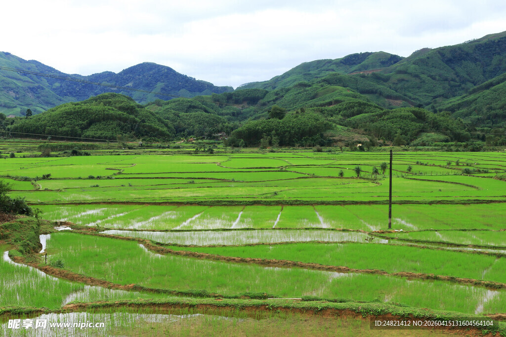 田园稻田风光美景
