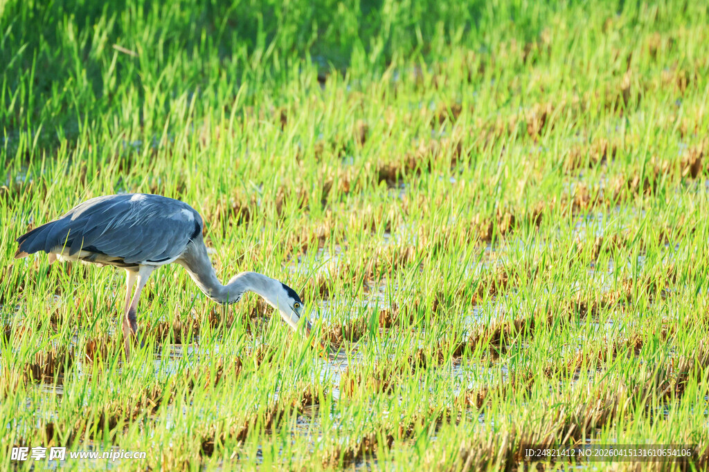 蓝鹭于稻田中觅食