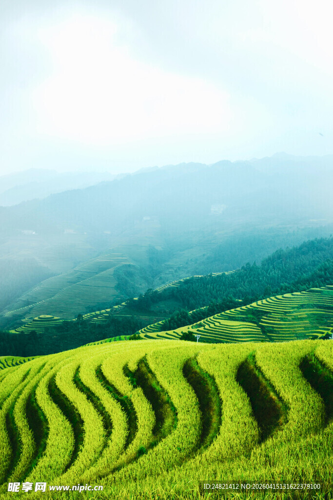 层层叠翠的绿色梯田茶园