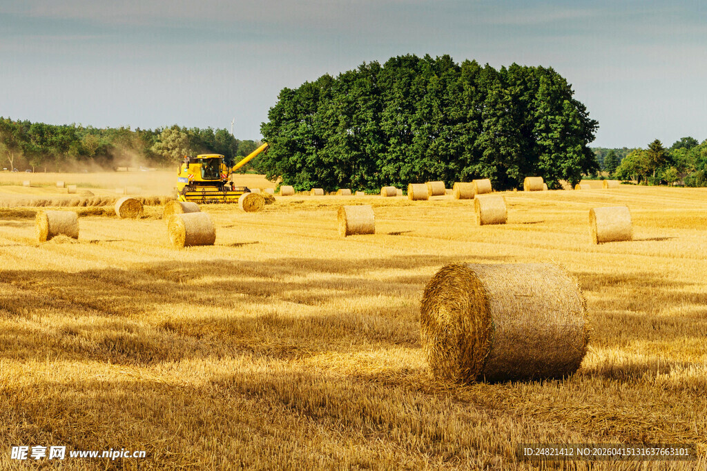 金色田野中的草垛景观