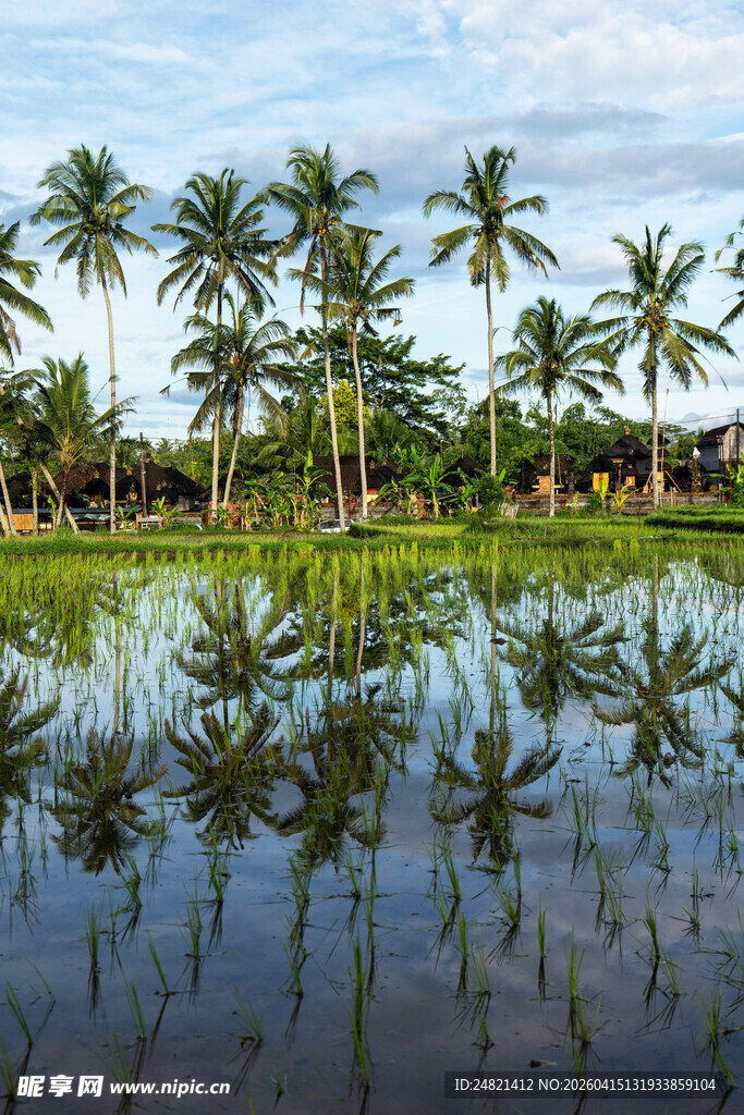 田园水乡椰林倒影美景