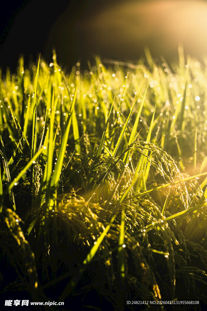 阳光下的嫩绿草地