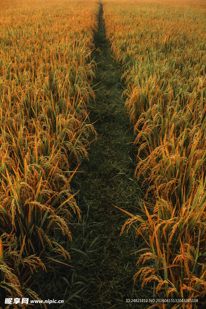 金色麦田中的田间小道