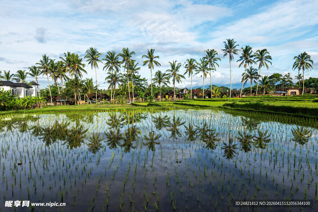 田园风光中的静谧稻田