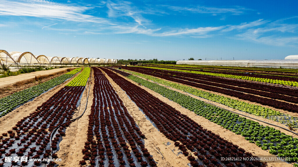 田园风光中的整齐农田