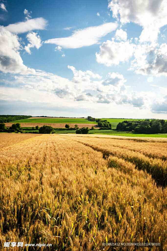 金色麦田与蓝天白云美景