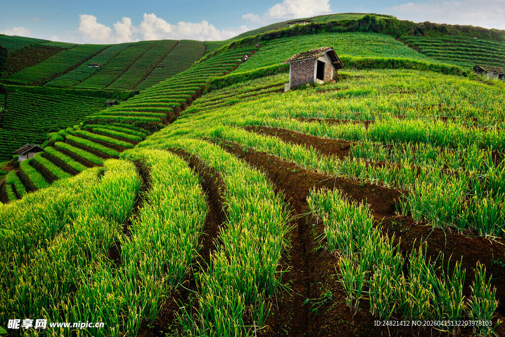 翠绿梯田中的小屋