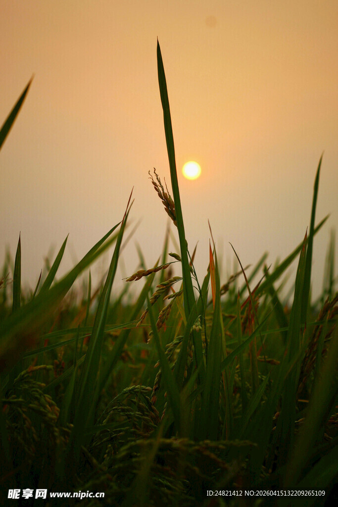 夕阳下的翠绿草地