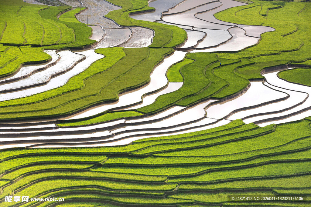 翠绿梯田美景如画