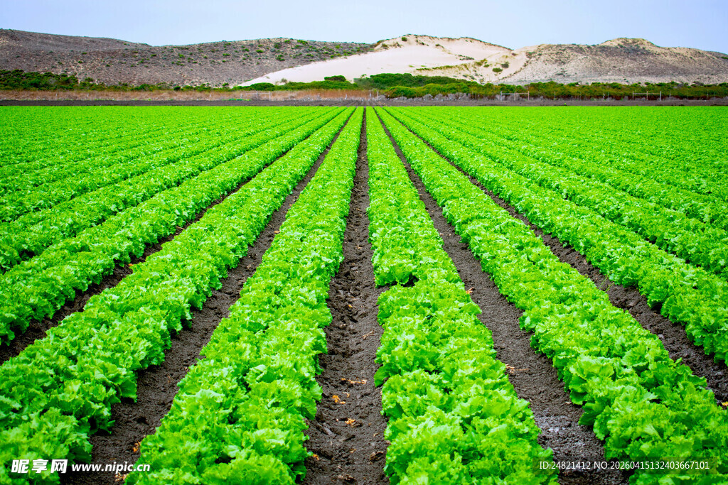 绿色整齐的农田景观