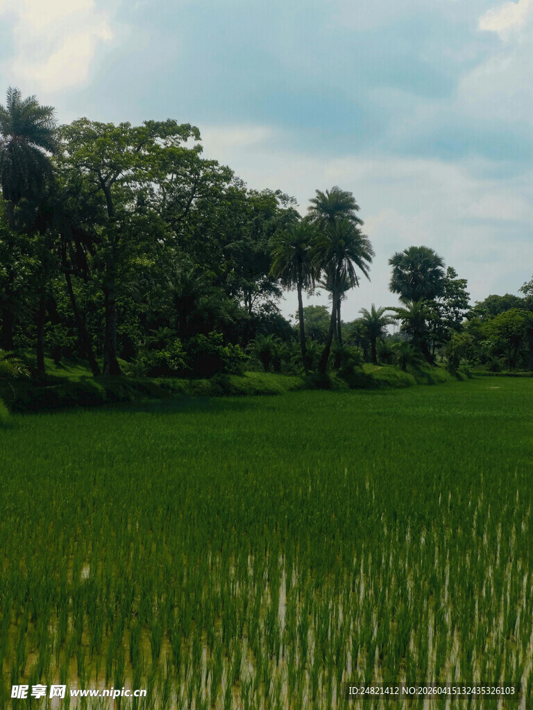 翠绿稻田与远处葱郁林木