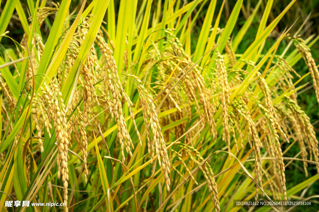 金黄饱满的成熟稻穗