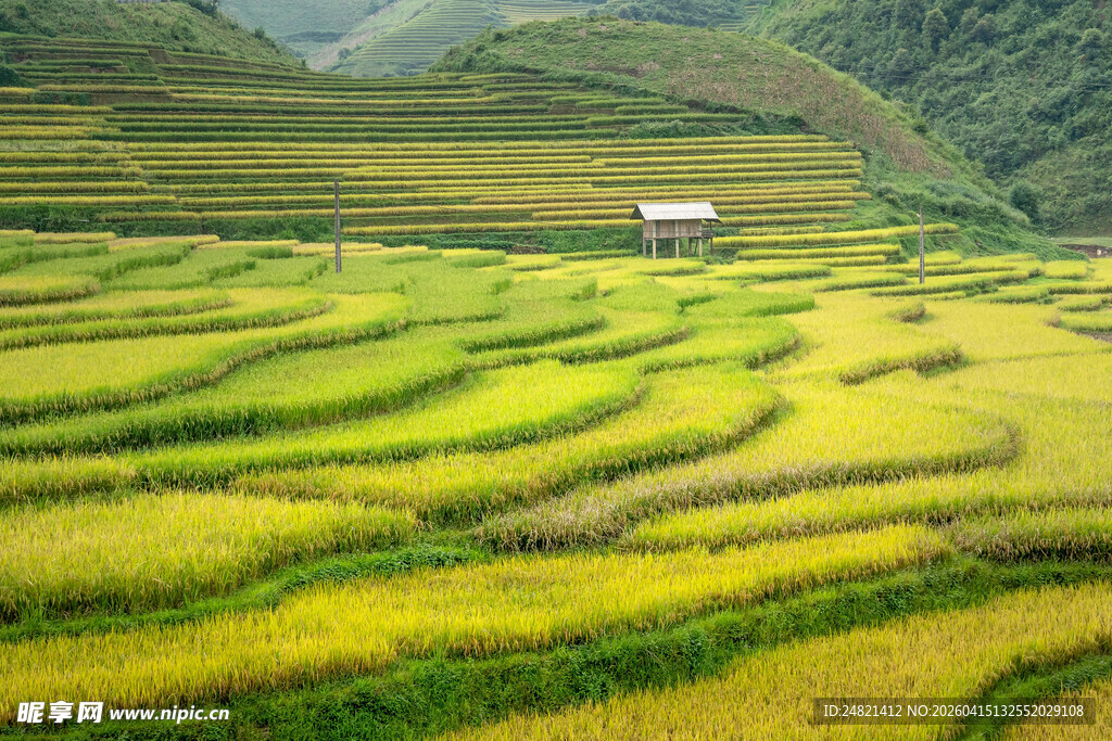 金黄梯田中的乡间小屋