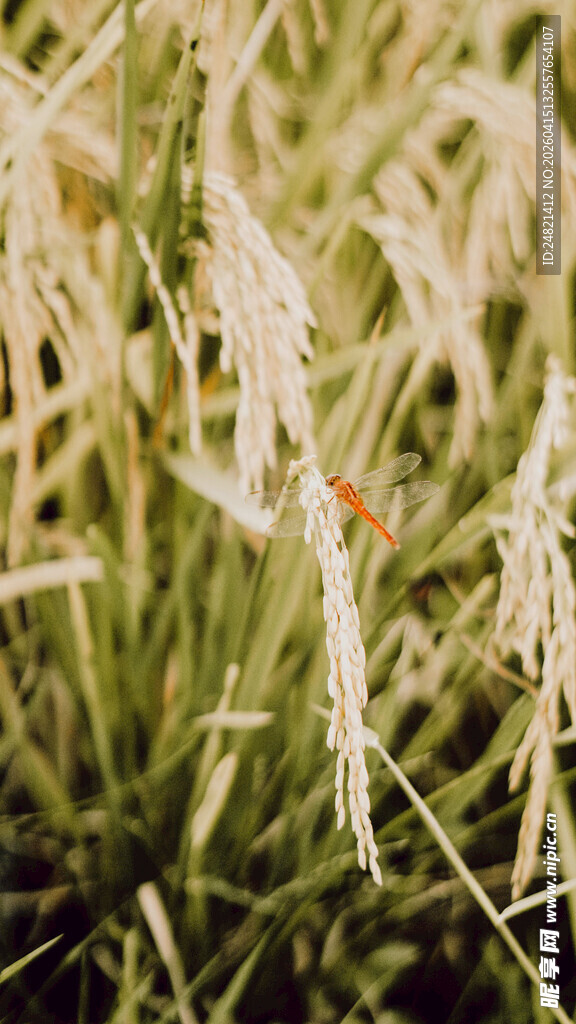 摇曳的狗尾巴草
