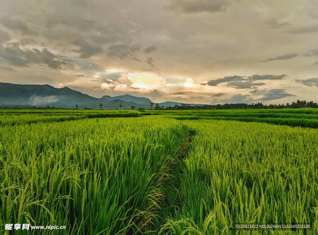 田园绿野间的静谧风光