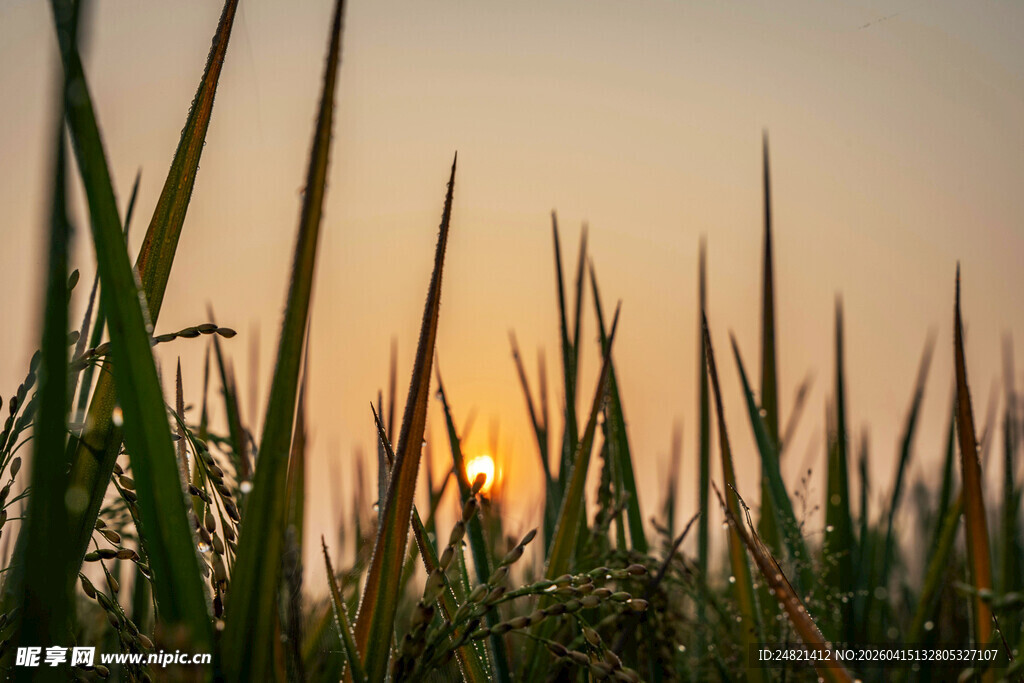 夕阳下的稻田美景